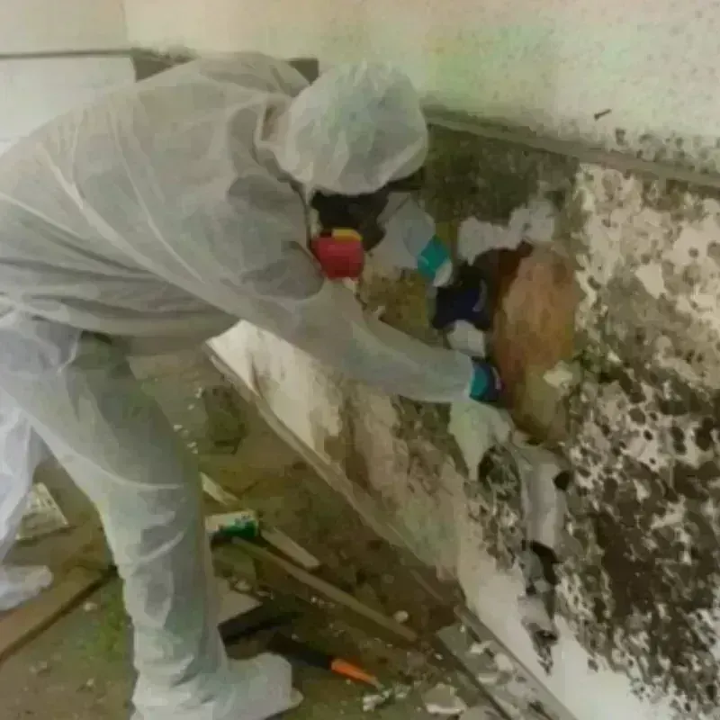 Mold Remediation and Removal in Apalachicola, FL